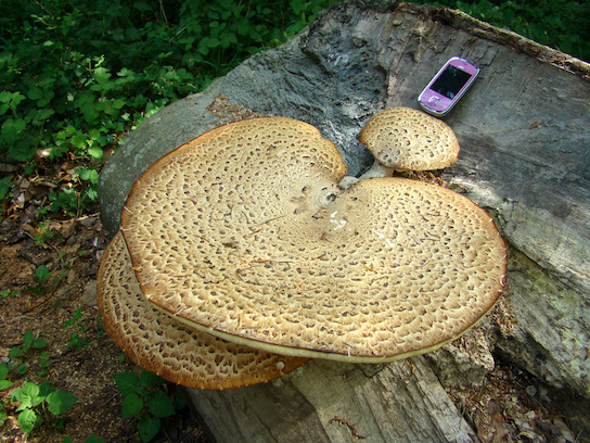 polypores